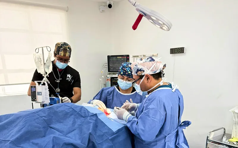 Cirugía oncológica veterinaria en Pets Oncology CDMX