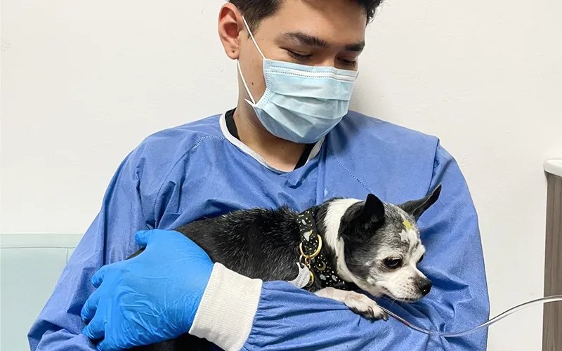 Quimioterapia veterinaria en Pets Oncology CDMX